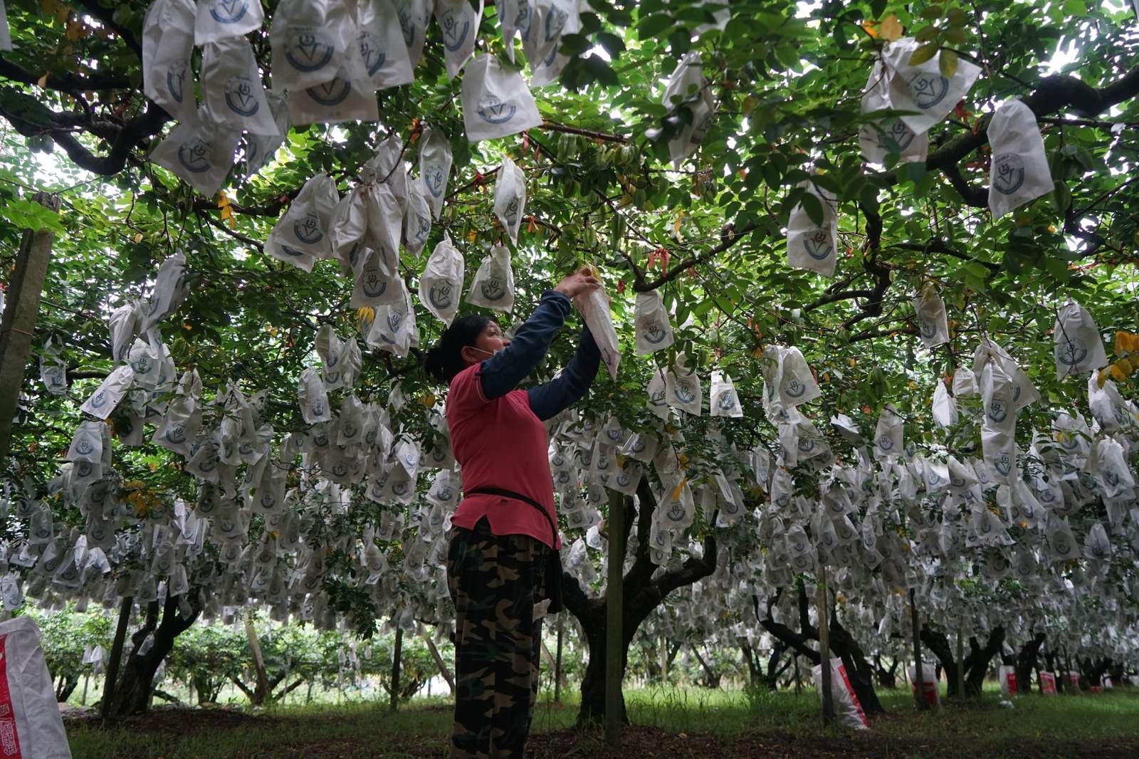 農友在果園為軟枝楊桃逐顆套袋