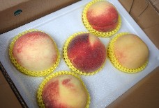 上海水蜜桃(5粒裝) 大果 禮盒版 1盒免運
