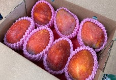 國產愛文芒果7-8粒(中果) 1盒免運