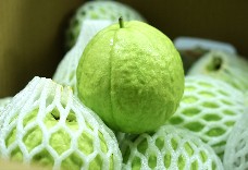 國產珍珠芭樂(5台斤)免運 