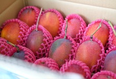 國產愛文芒果(6kg)大包裝 免運