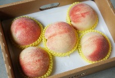高山日系水蜜桃(5粒裝)限量版 1盒免運 