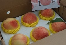 上海水蜜桃(6粒裝) 中大果 禮盒版 1盒免運