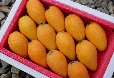 無農藥茂木枇杷12粒裝巨果(1盒 )免運