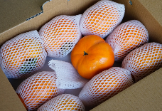 仁愛知秋柿(9粒裝) 家用版 1盒免運 