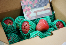 經典南洋種蓮霧(3台斤)中果  1盒免運