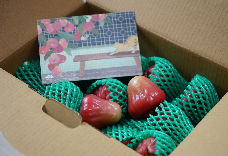 經典南洋種蓮霧(3台斤)小果  1盒免運 