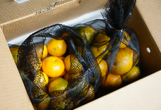 砂糖橘Ｘ珍珠柑(3台斤) 1盒免運