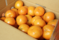 正宗砂糖橘(3台斤) 1盒免運