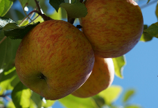 梨山蜜蘋果12A(特大) 