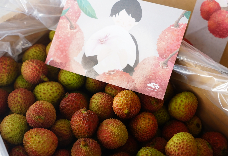選粒玉荷包禮盒(5台斤) 1盒 免運 決策價