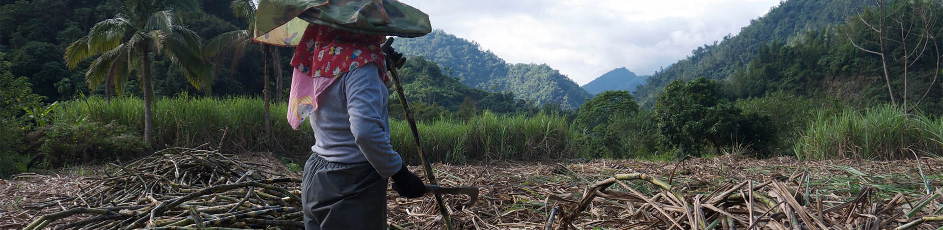 ▎知果堂講水果 ▎傳統黑糖技藝