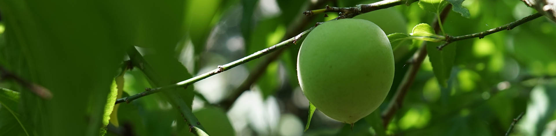 ▎知果堂講水果 ▎台灣青梅