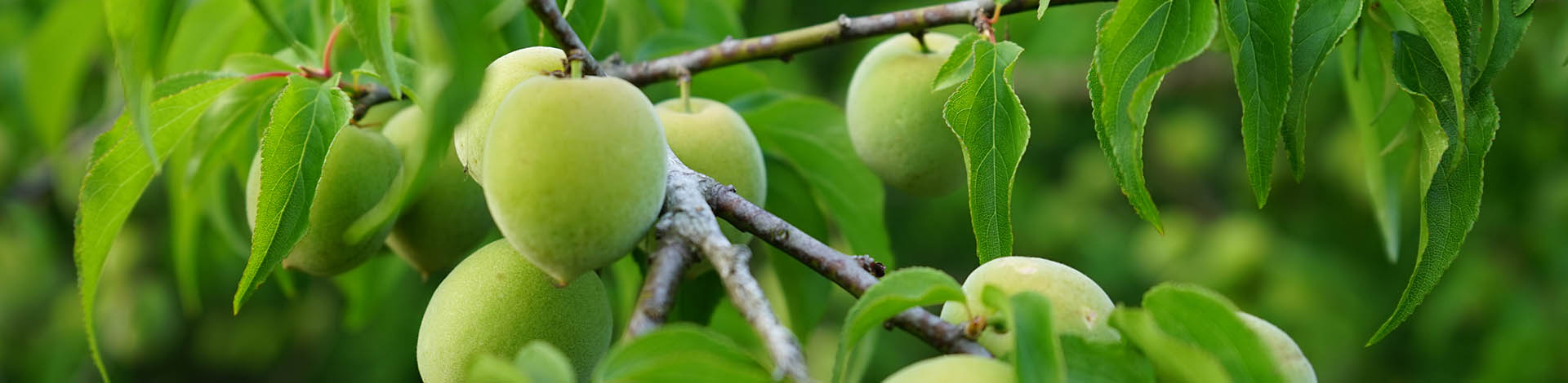 ▎知果堂料理教室 ▎野梅果實釀