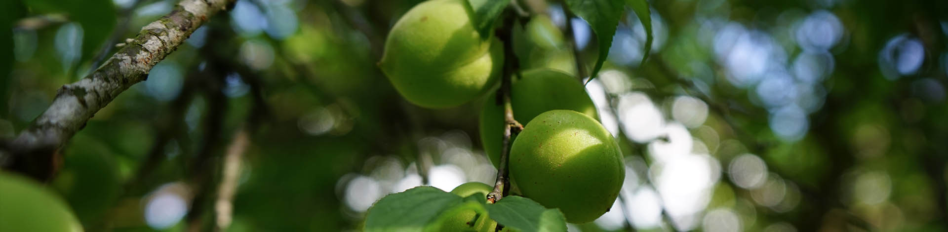 ▎知果堂料理教室 ▎顧客怡霖的糖煮梅子