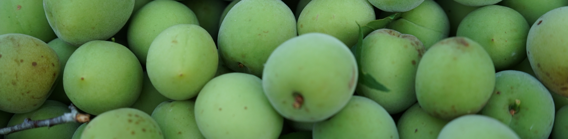 ▎知果堂料理教室 ▎野梅常見Ｑ＆Ａ