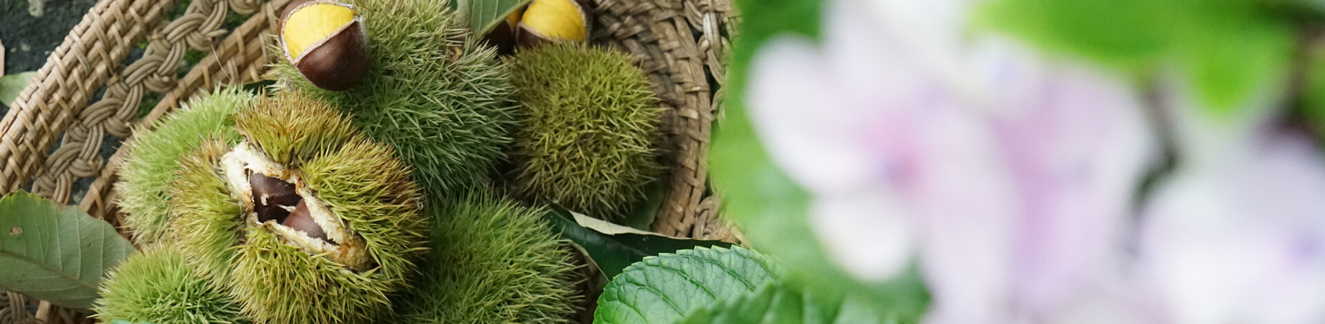 ▎知果堂料理教室 ▎栗子香菇雞湯、栗子紅燒肉 、栗子炸香菇