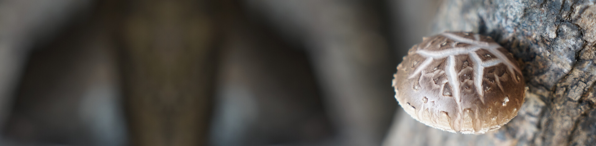 ▎知果堂料理教室 ▎香菇炒米粉