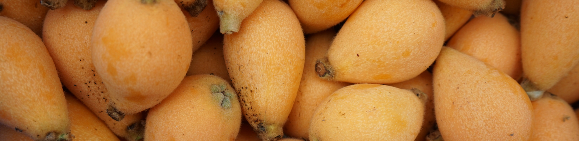 ▎知果堂料理教室 ▎枇杷銀耳湯食譜