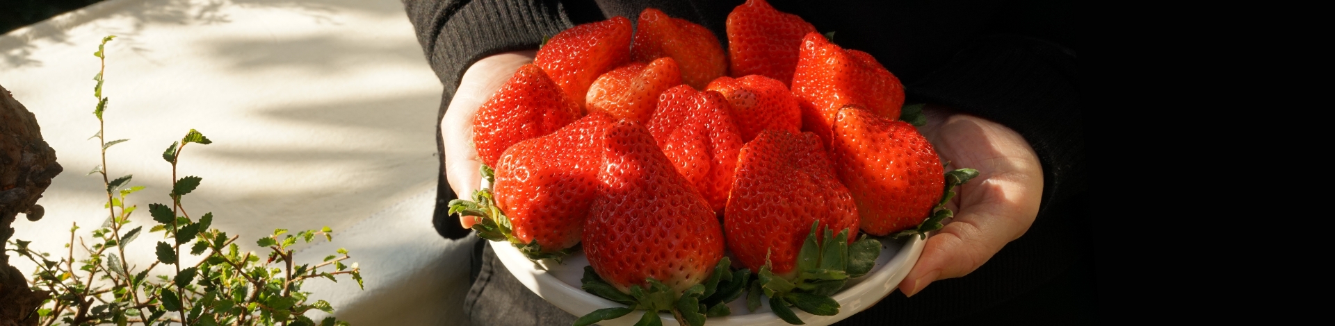 ▎知果堂講水果 ▎台灣草莓 