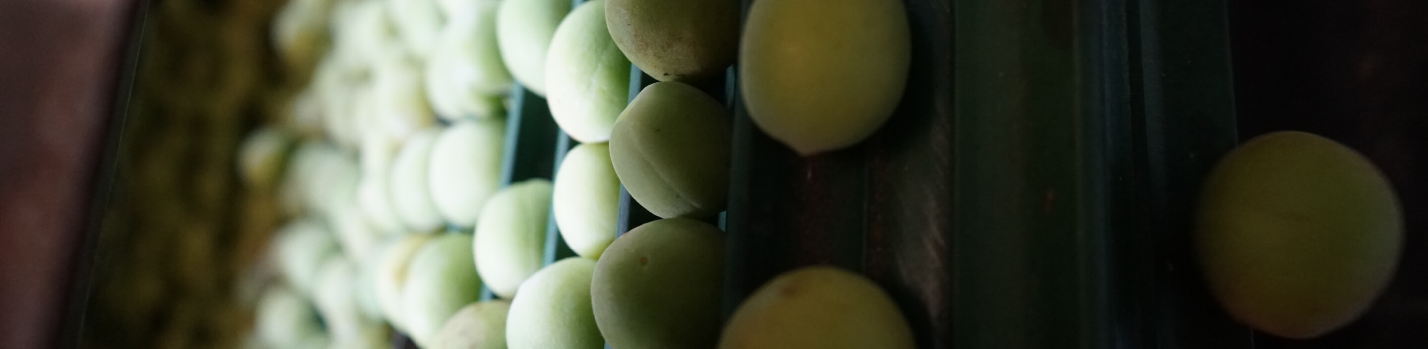 ▎知果堂講水果 ▎什麼是知果堂野梅？ 