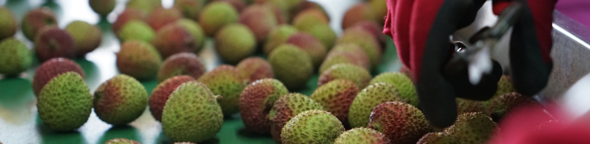 ▎知果堂講水果 ▎台灣荔枝