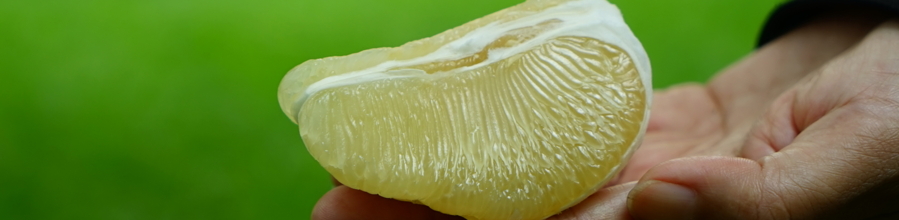 ▎知果堂講水果 ▎麻豆文旦的起源