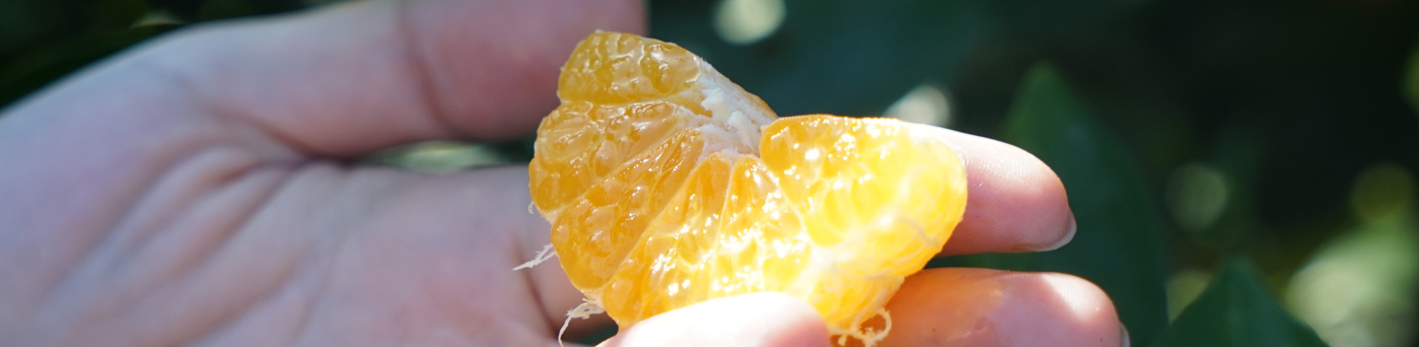 ▎知果堂講水果 ▎台灣砂糖橘