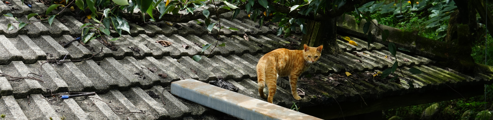 金舟機械工業股份有限公司（ALBA）| 在地農家的守護者