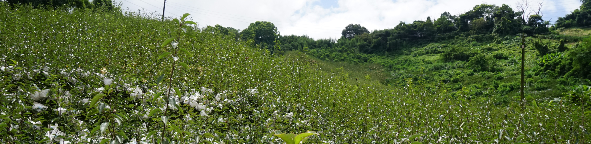 健豐泡綿支持台灣在地農業 ｜ 從科技到永續